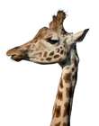 giraffe at ZSL Whipsnade Zoo advert