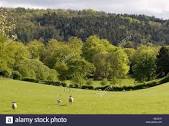 wendover woods.download