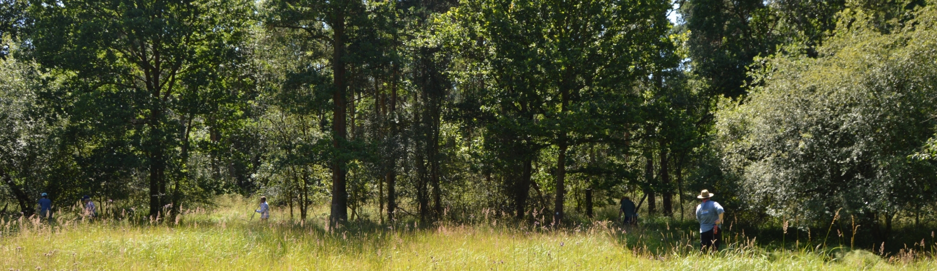 whitecross green wood